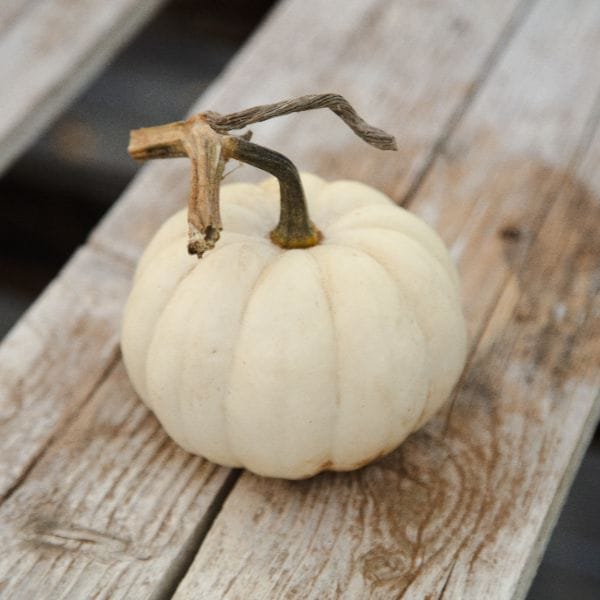 Pumpkin Veg Plant Collection - Image 4