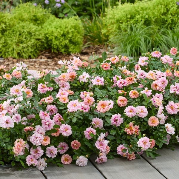 Rosa Amirose (Groundcover) Flower Plant - Image 3