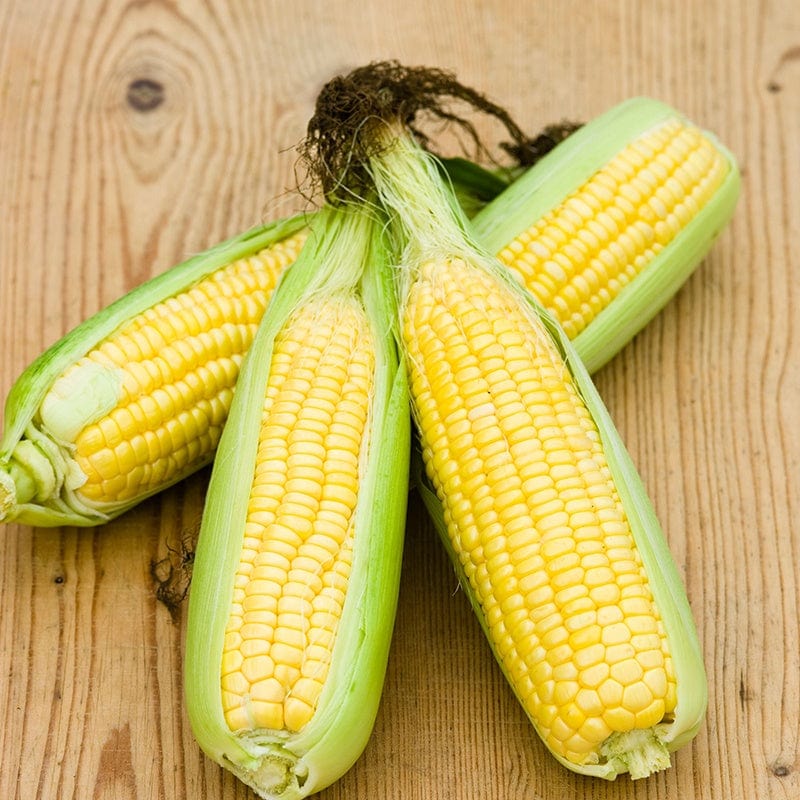 Sweet Corn Mirai Picnic F1 Vegetable Seeds - Image 2