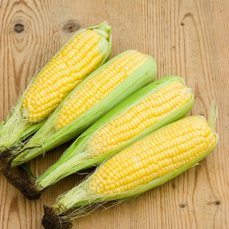 Sweet Corn Mirai Picnic F1 Vegetable Seeds - Image 3