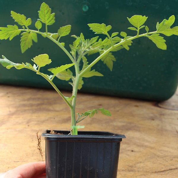 Tomato (Beeksteak) Buffalo Steak F1 Grafted Plants - Image 2