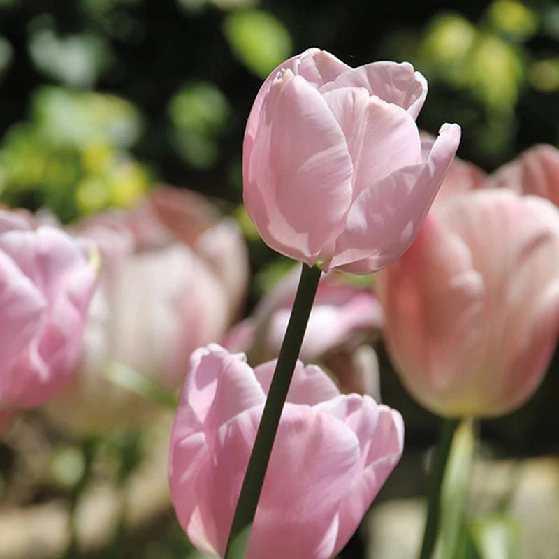 Tulip Pink Diamond & Queen of the Night Bulb Collection - Image 2