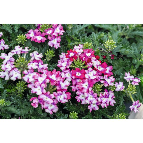 Verbena Vectura Rose Wing Flower Plants - Image 2