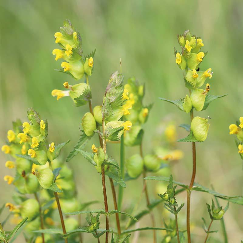 Nature's Helpers Yellow Rattle Wildflower Seeds - Image 3